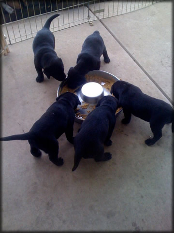 Labrador Puppies